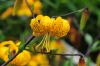 Show product details for Lilium leichtlinii